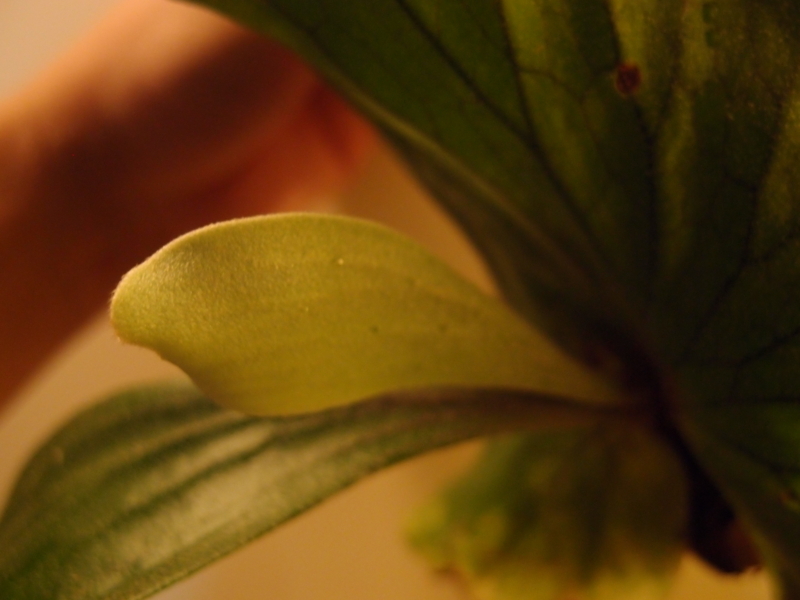 f:id:yoshida_lab:20171223111809j:plain