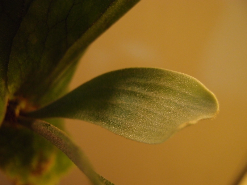 f:id:yoshida_lab:20171223111810j:plain