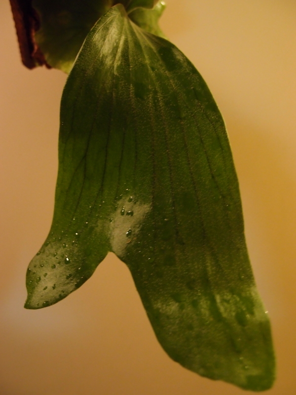 f:id:yoshida_lab:20171223111811j:plain