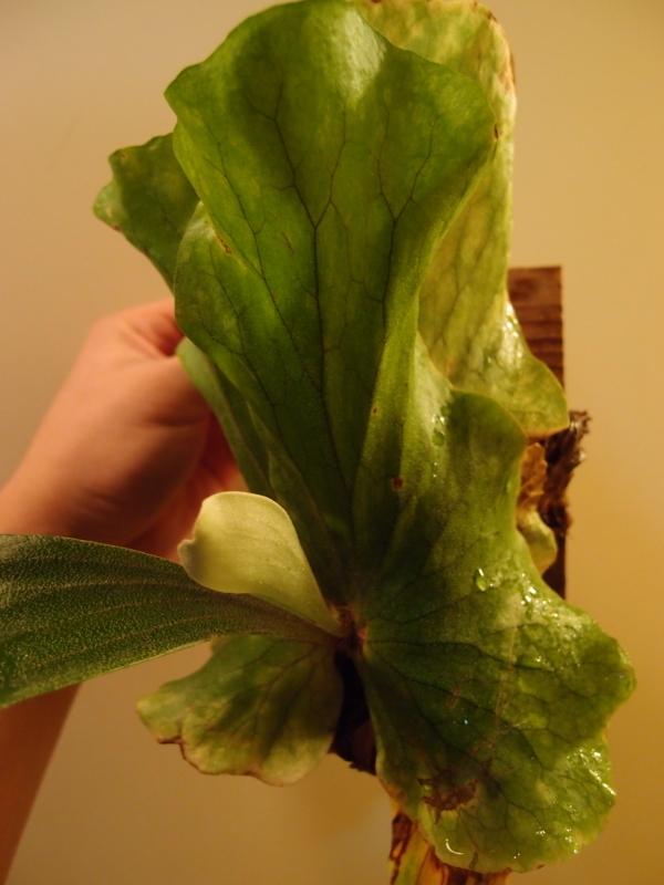 f:id:yoshida_lab:20171223111812j:plain