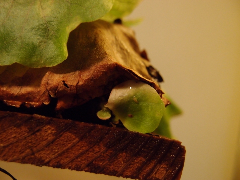 f:id:yoshida_lab:20171223111813j:plain