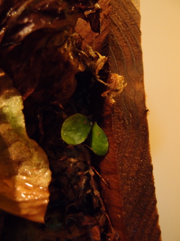 f:id:yoshida_lab:20171223111814j:plain