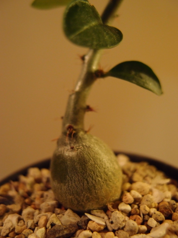 f:id:yoshida_lab:20180119233549j:plain