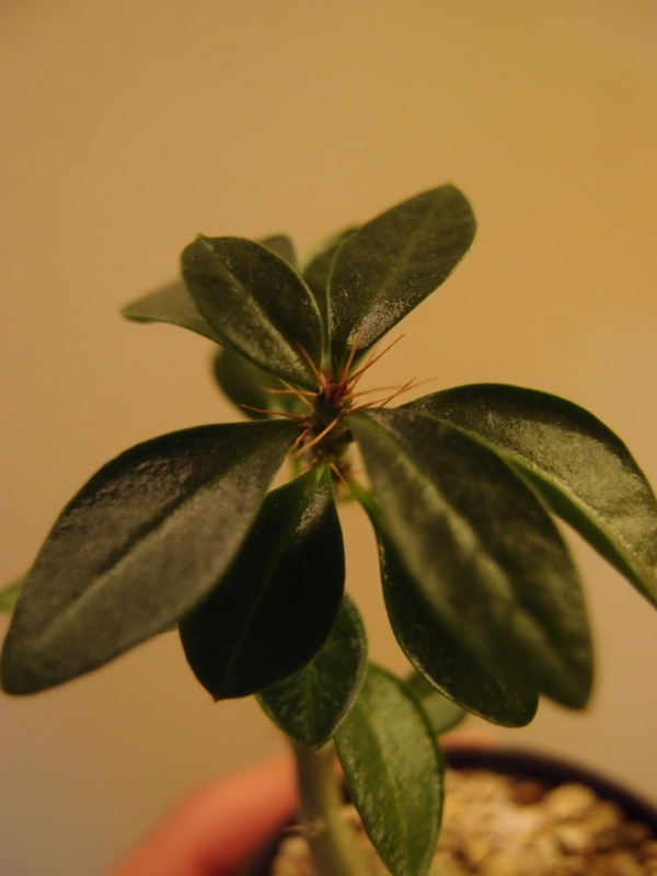 f:id:yoshida_lab:20180119233550j:plain