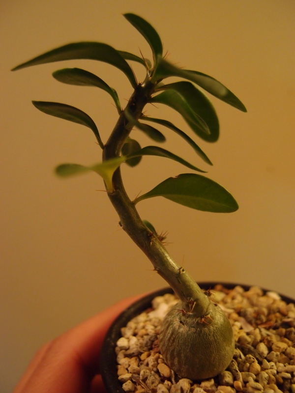 f:id:yoshida_lab:20180119233551j:plain