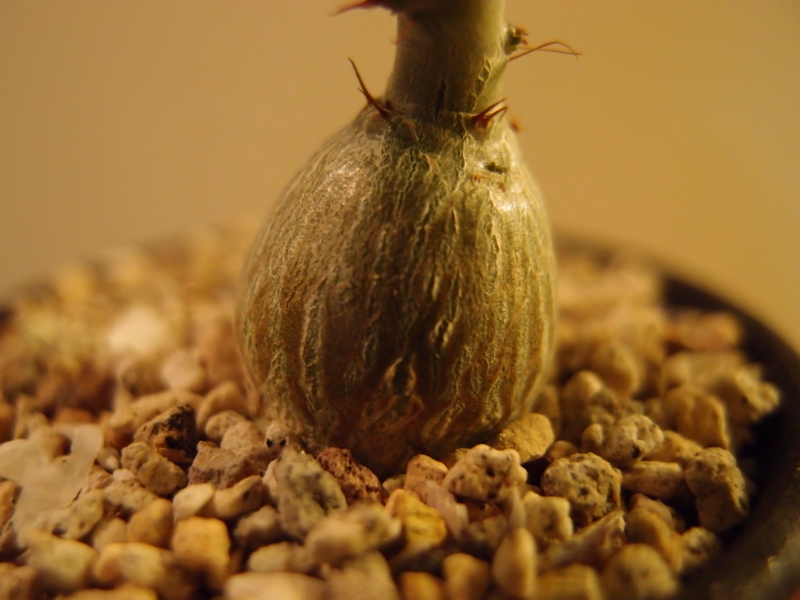 f:id:yoshida_lab:20180119233552j:plain