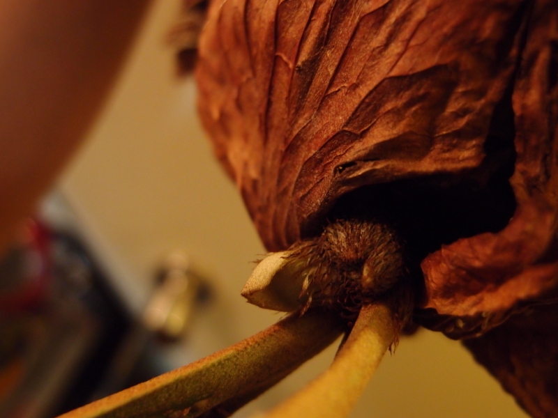 f:id:yoshida_lab:20180224104643j:plain