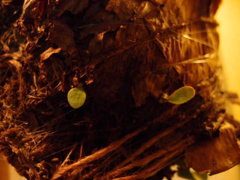 f:id:yoshida_lab:20180224104645j:plain