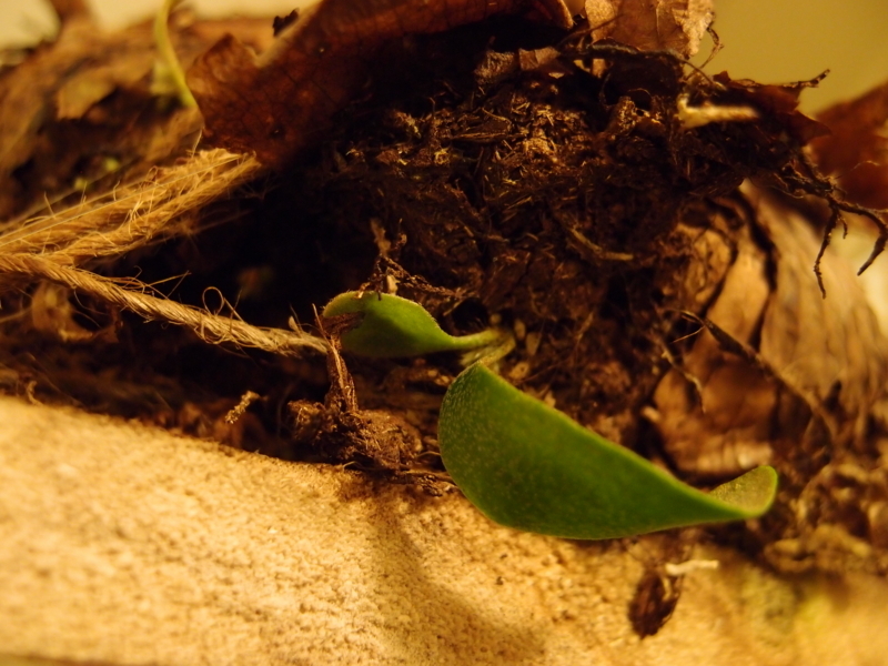 f:id:yoshida_lab:20180224104650j:plain