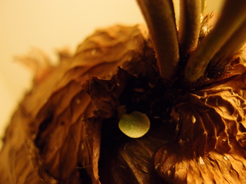 f:id:yoshida_lab:20180224104652j:plain