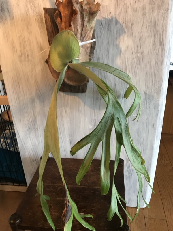 大きくなったウィリンキーを一回り大きい板につけてみた Yoshida Lab S Blog