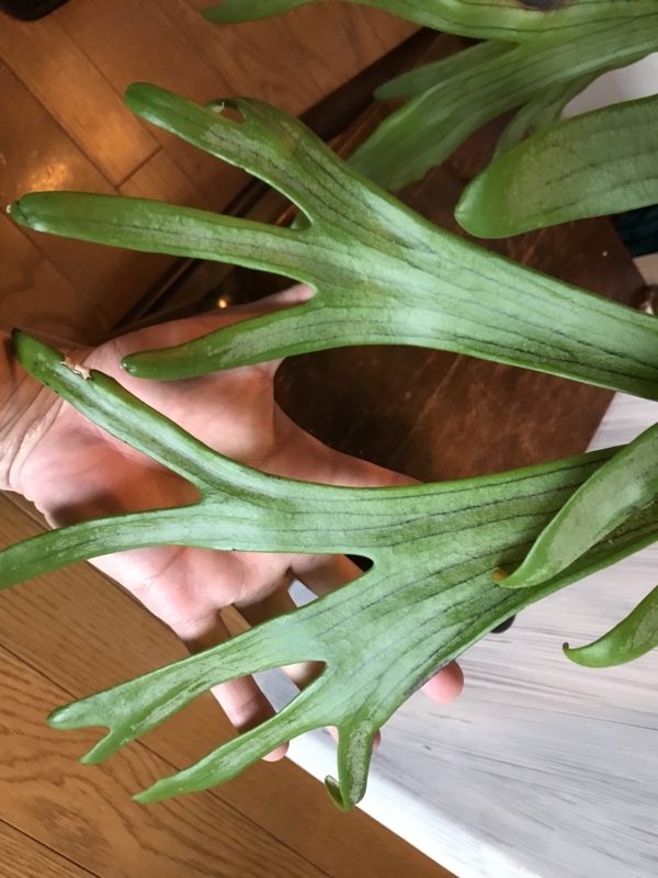 大きくなったウィリンキーを一回り大きい板につけてみた Yoshida Lab S Blog