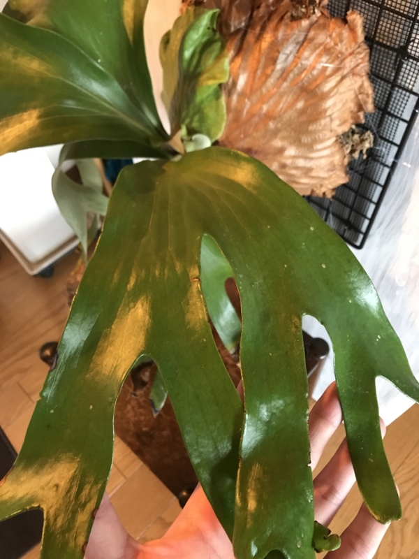 f:id:yoshida_lab:20180323135415j:plain f:id:yoshida_lab:20180323135415j:plain