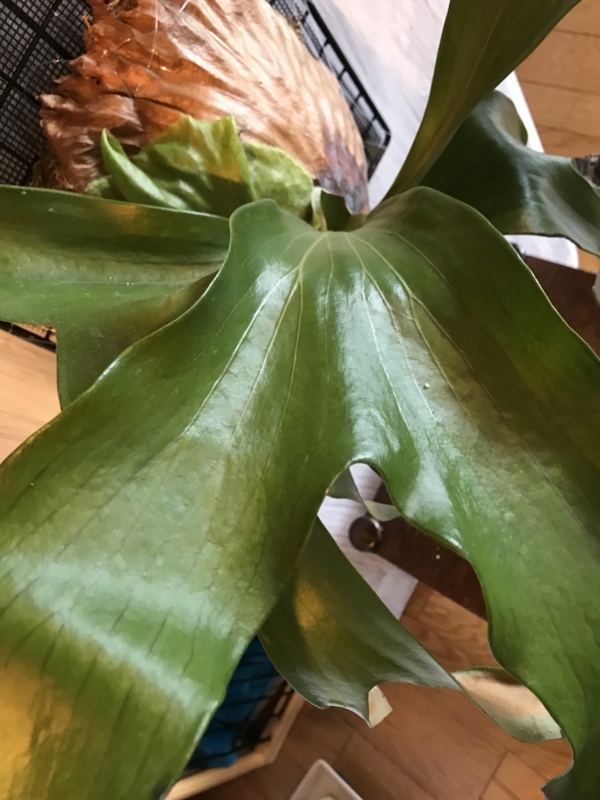f:id:yoshida_lab:20180323135417j:plain f:id:yoshida_lab:20180323135417j:plain