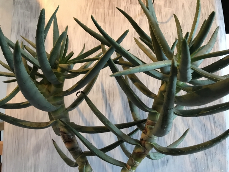 ラモシシマがすごい勢いで枝分かれし始めた Yoshida Lab S Blog