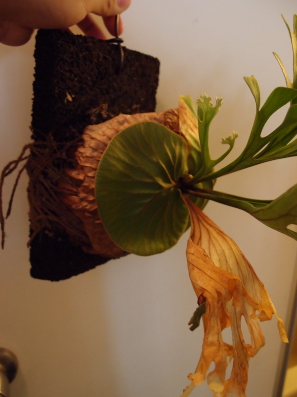 f:id:yoshida_lab:20180330081255j:plain f:id:yoshida_lab:20180330081255j:plain