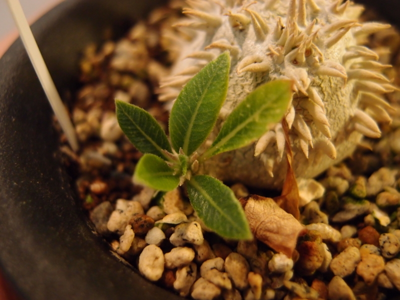 f:id:yoshida_lab:20180330081322j:plain