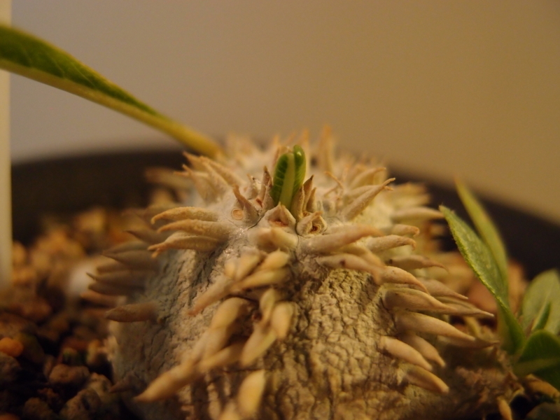 f:id:yoshida_lab:20180330081323j:plain