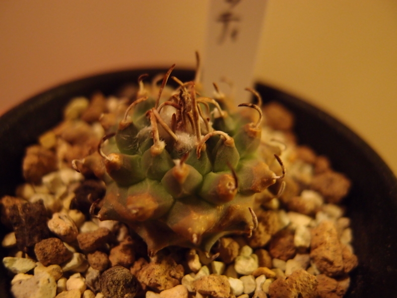 f:id:yoshida_lab:20180403230836j:plain f:id:yoshida_lab:20180403230836j:plain