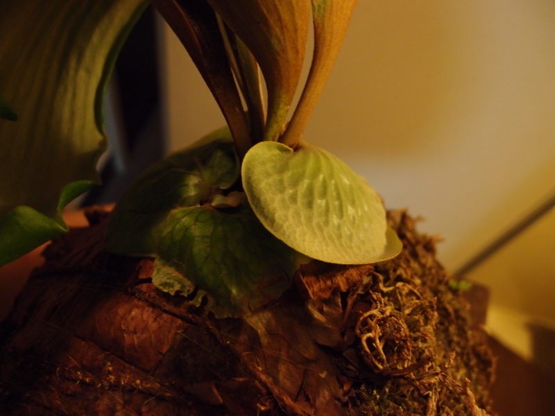 f:id:yoshida_lab:20180512001148j:plain