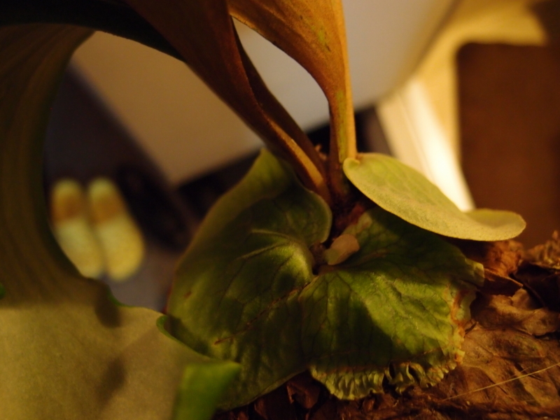 f:id:yoshida_lab:20180512001149j:plain