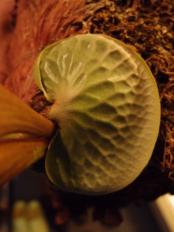 f:id:yoshida_lab:20180512001150j:plain