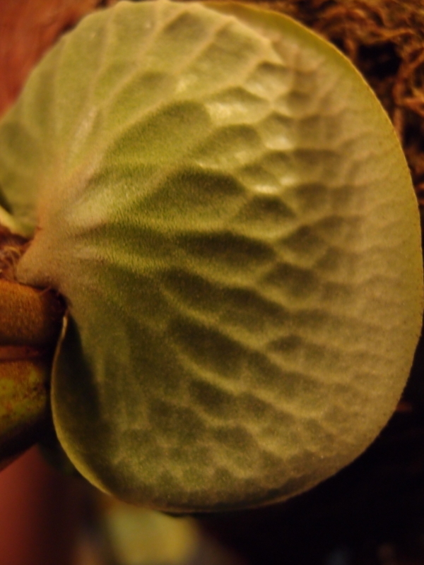 f:id:yoshida_lab:20180512001151j:plain