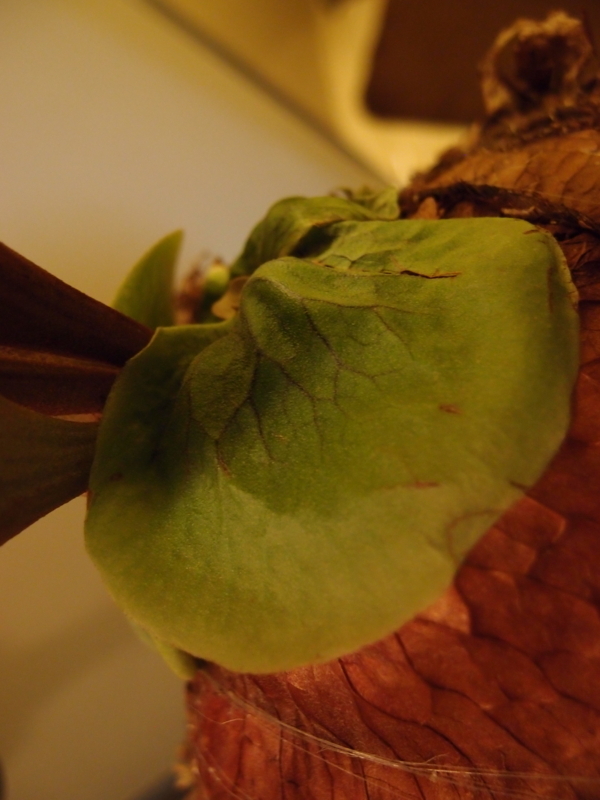 f:id:yoshida_lab:20180512001152j:plain