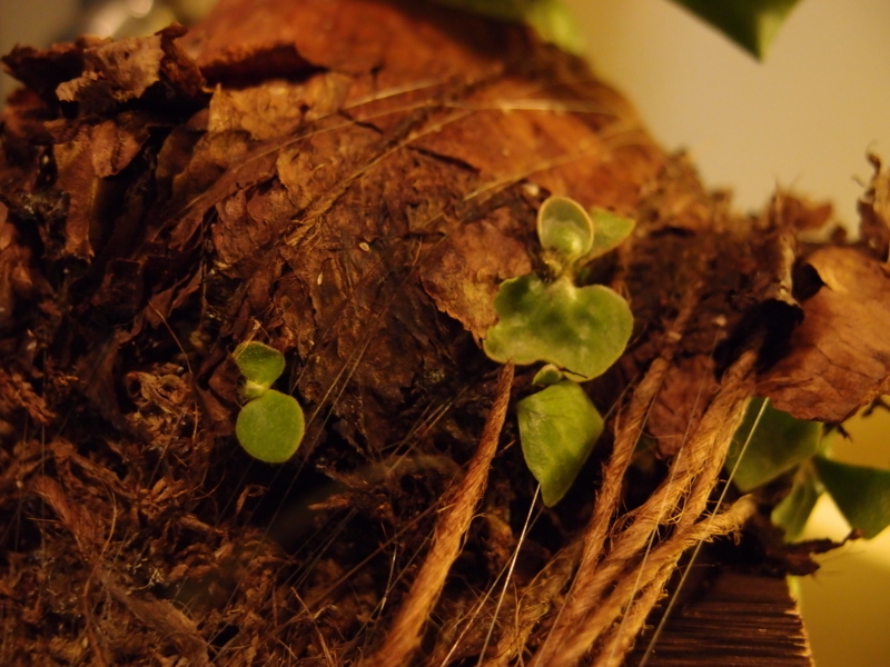 f:id:yoshida_lab:20180512001153j:plain