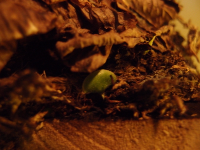 f:id:yoshida_lab:20180512001155j:plain