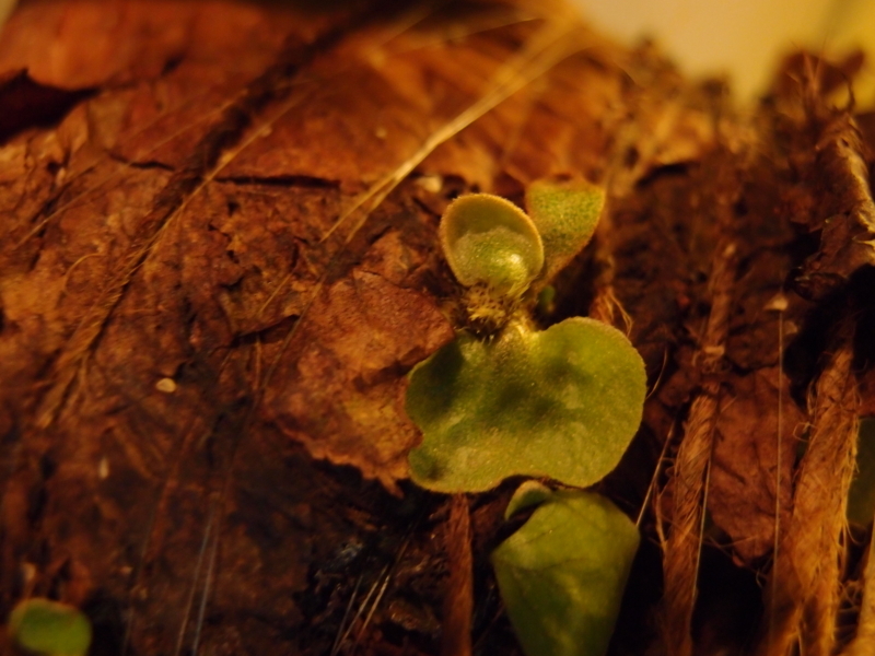 f:id:yoshida_lab:20180512001156j:plain