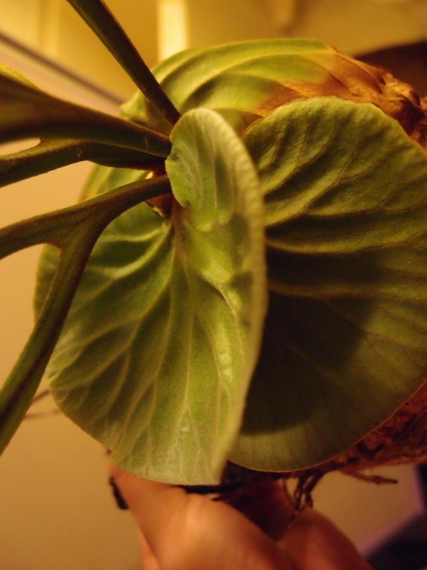 f:id:yoshida_lab:20180623102123j:plain f:id:yoshida_lab:20180623102123j:plain