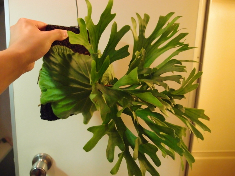 f:id:yoshida_lab:20180707000637j:plain f:id:yoshida_lab:20180707000637j:plain