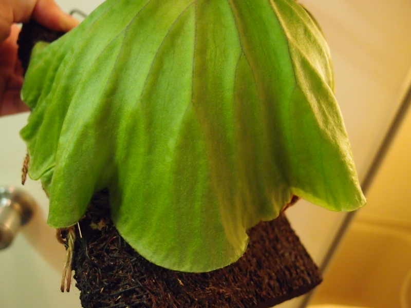 f:id:yoshida_lab:20180707000641j:plain f:id:yoshida_lab:20180707000641j:plain