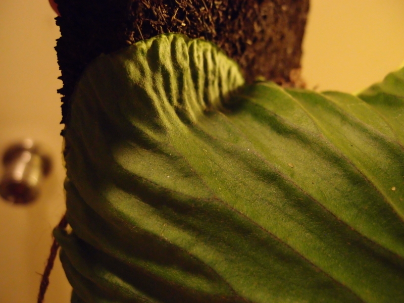 f:id:yoshida_lab:20180714093854j:plain