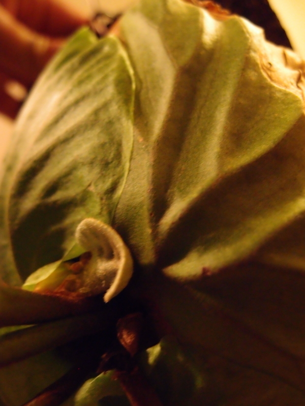 f:id:yoshida_lab:20180714093855j:plain