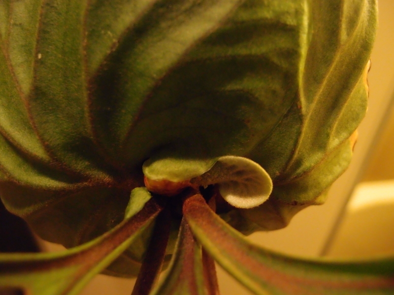 f:id:yoshida_lab:20180714093856j:plain