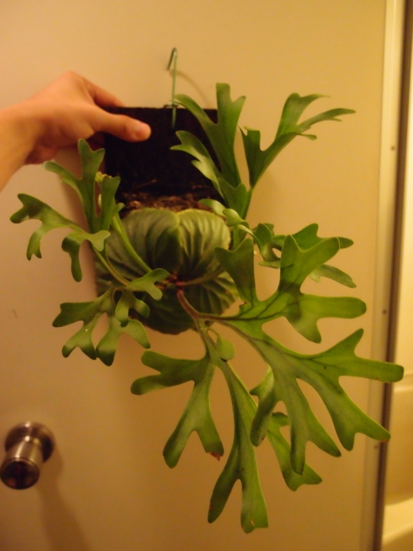 f:id:yoshida_lab:20180714093857j:plain