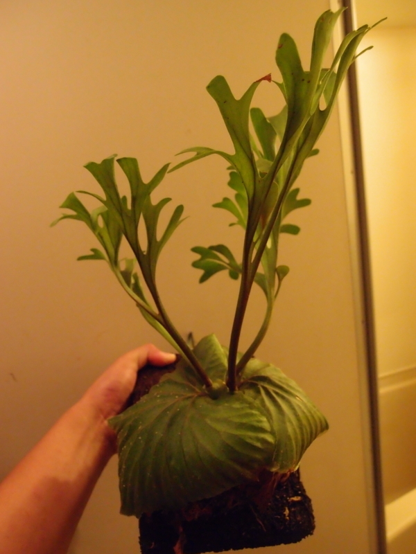 f:id:yoshida_lab:20180714093859j:plain