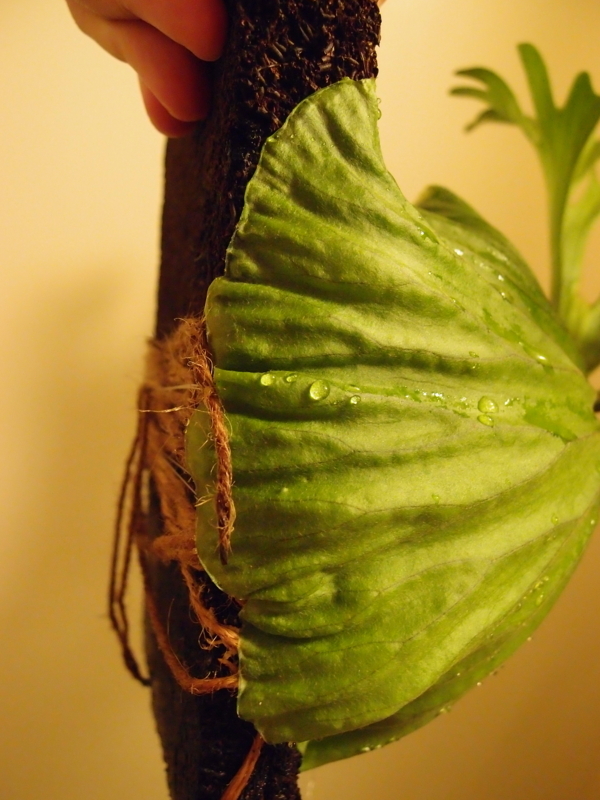 f:id:yoshida_lab:20180714093900j:plain