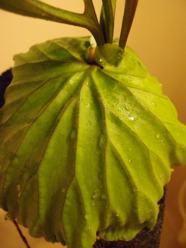 f:id:yoshida_lab:20180714093901j:plain