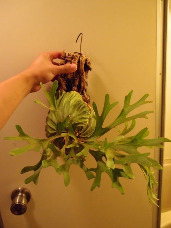 f:id:yoshida_lab:20180714093902j:plain