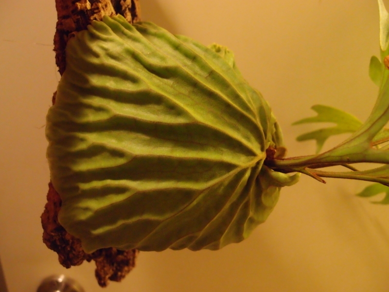 f:id:yoshida_lab:20180714093903j:plain