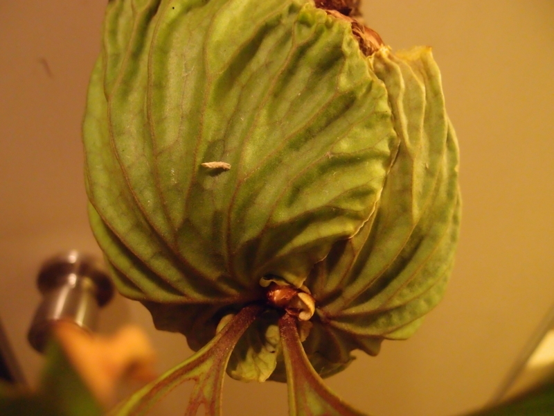 f:id:yoshida_lab:20180714093904j:plain