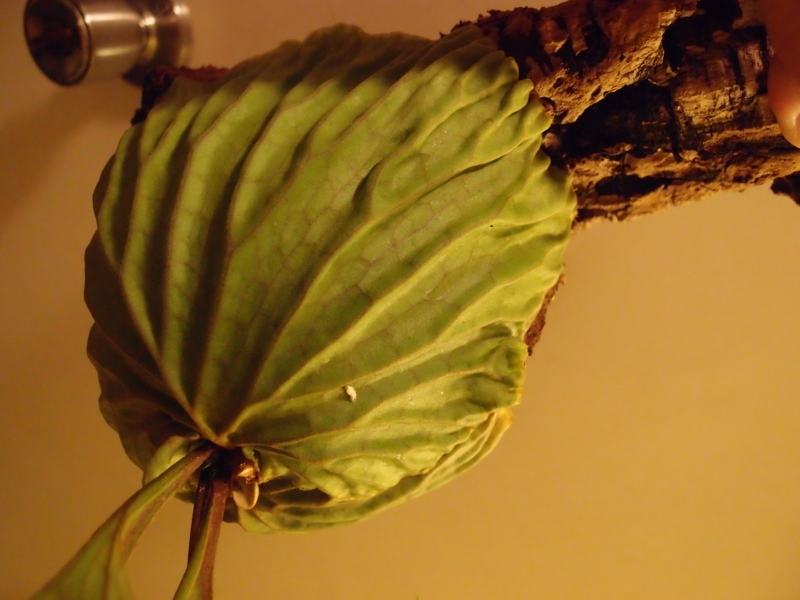 f:id:yoshida_lab:20180714093905j:plain