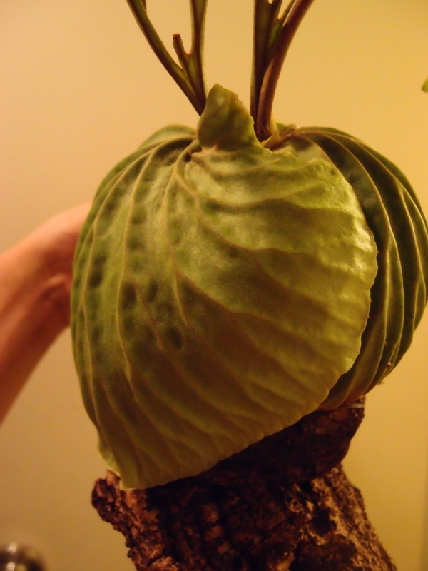 f:id:yoshida_lab:20180714093906j:plain