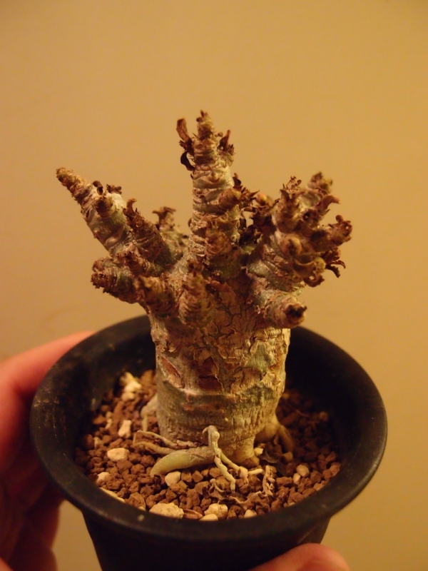 獅子葉のアデニウムを育て始めた - YOSHIDA LAB's BLOG