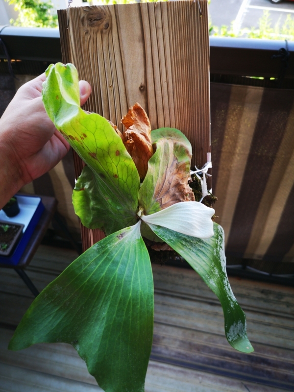 f:id:yoshida_lab:20180722112409j:plain f:id:yoshida_lab:20180722112409j:plain