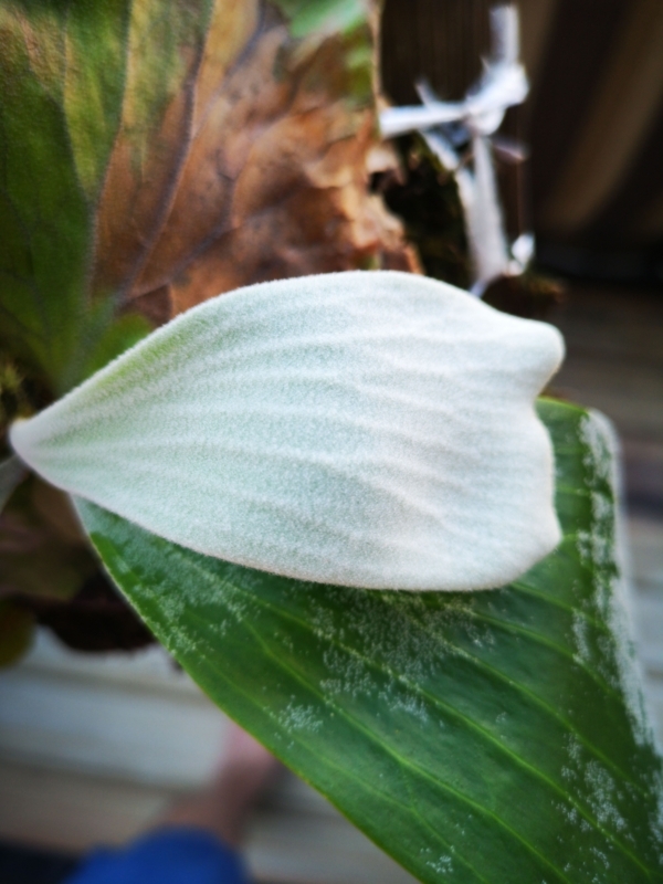 f:id:yoshida_lab:20180722112410j:plain f:id:yoshida_lab:20180722112410j:plain