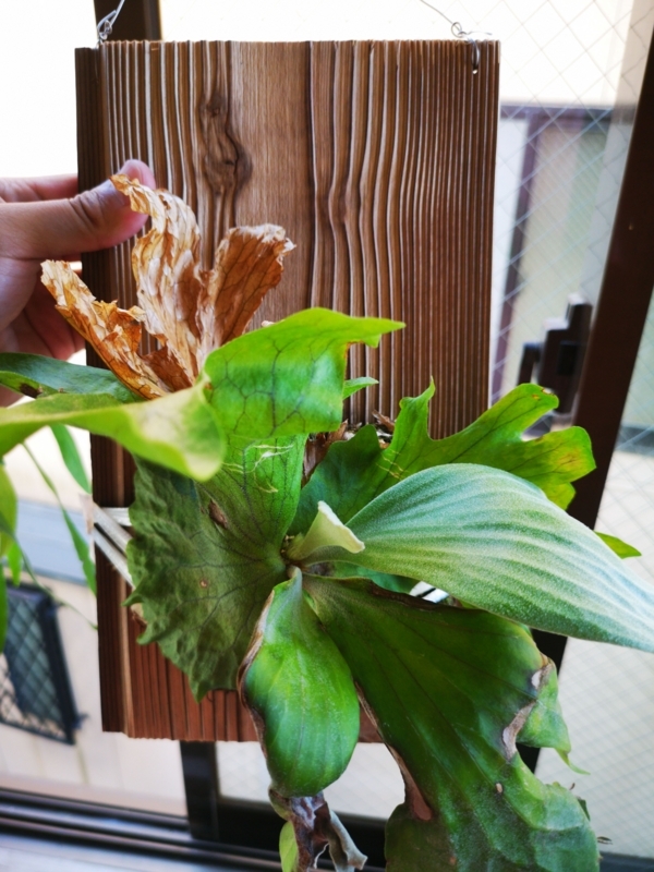 f:id:yoshida_lab:20180722112516j:plain f:id:yoshida_lab:20180722112516j:plain